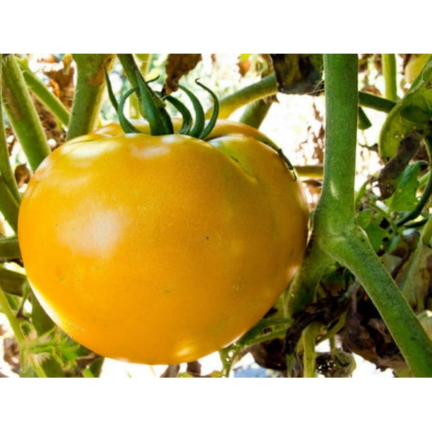 meaty interior great for Tomato J Golden Jubilee Tomato 30-300 Seeds Low Acid meaty interior great for Tomato J Golden Jubilee Tomato 30-300 Seeds Low Acid